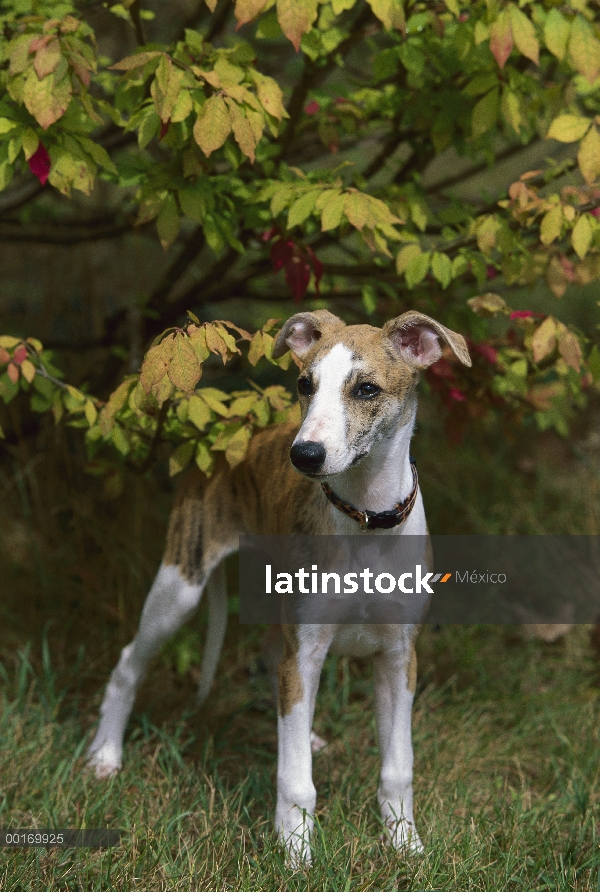 Cachorro de Whippet (Canis familiaris)