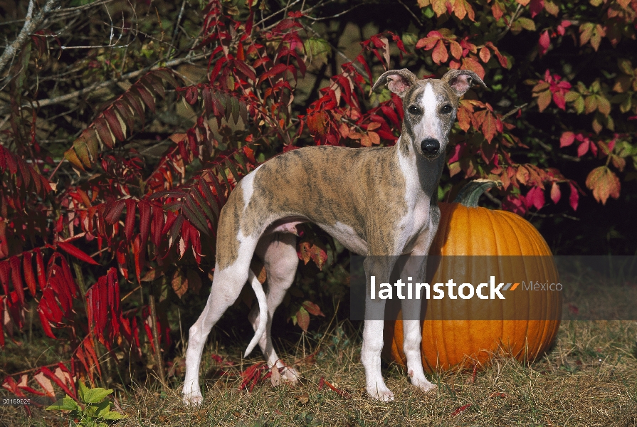 Calabaza y cachorro de whippet (Canis familiaris)