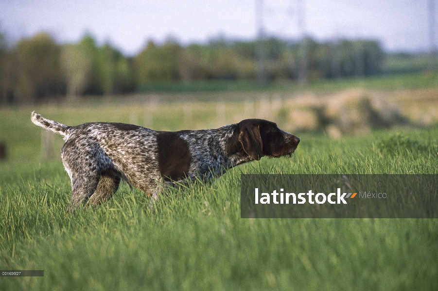 Braco Alemán (Canis familiaris) en pasto