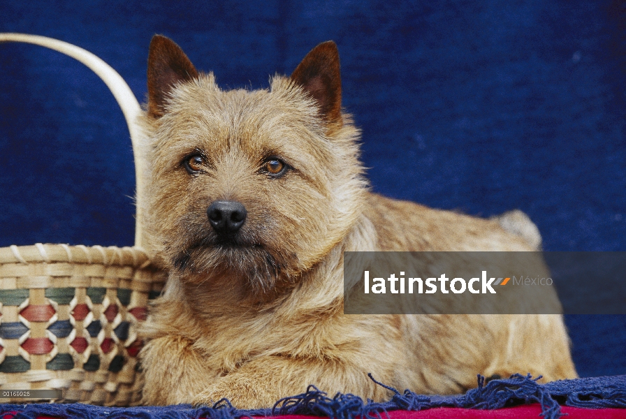 Retrato de Norwich Terrier (Canis familiaris)