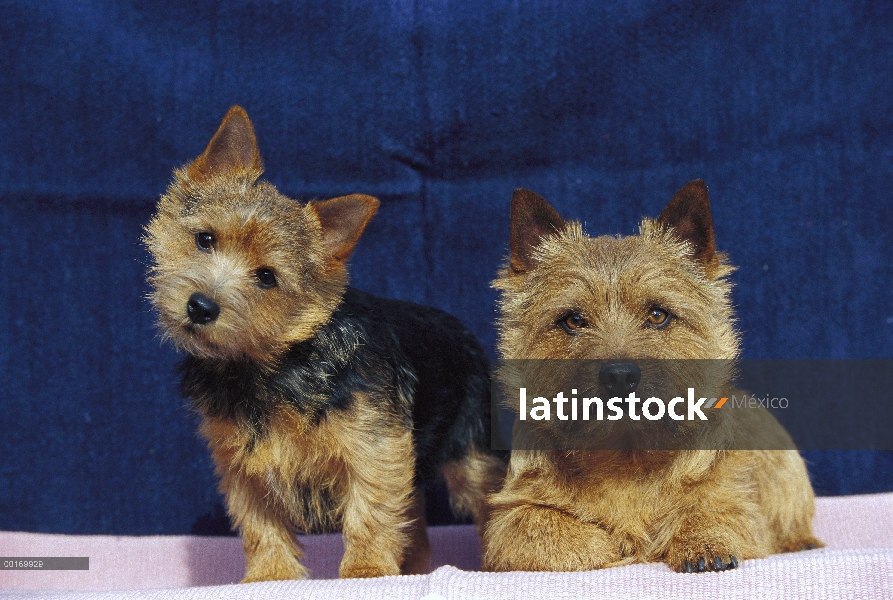 Cachorro y padres Norwich Terrier (Canis familiaris)