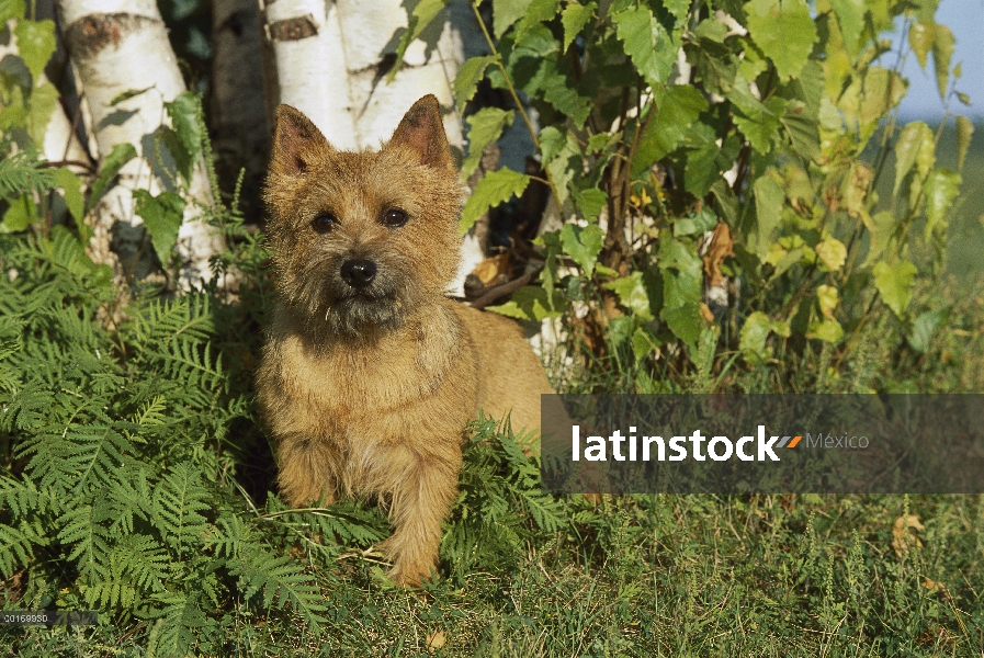 Retrato de Norwich Terrier (Canis familiaris)