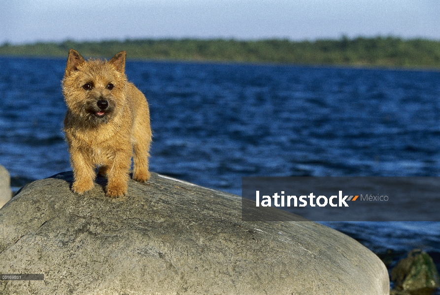 Norwich Terrier (Canis familiaris) en la roca en la playa