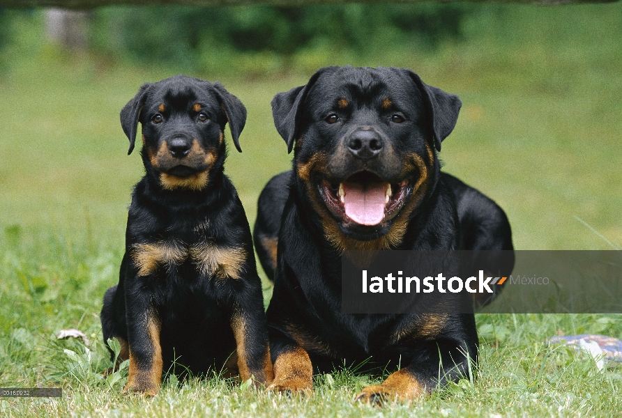 Rottweiler (Canis familiaris) macho y cachorro