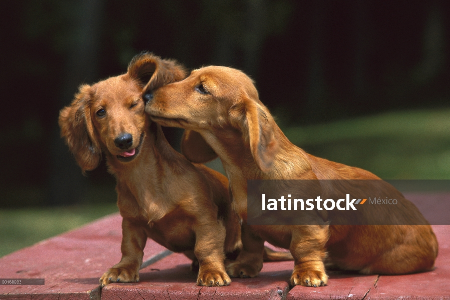 Pareja de Dachshund de pelo largo (Canis familiaris) miniatura besos