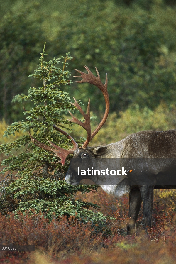 Caribú (Rangifer tarandus) Toro cuernos rascarse contra un arbolito siempreverde