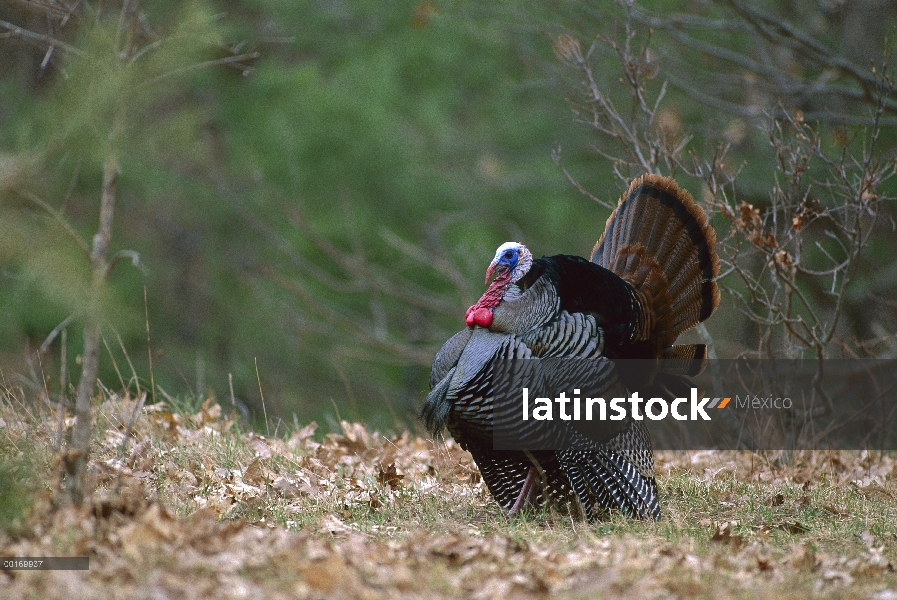 Macho de pavo salvaje (Meleagris gallopavo) mostrando