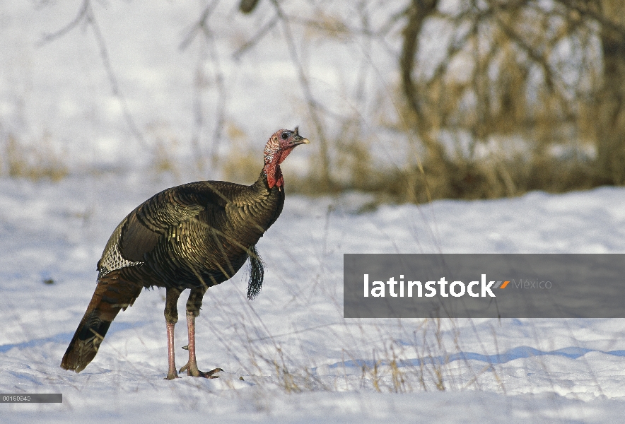 Guajolote silvestre (Meleagris gallopavo) pie masculino en nieve con penacho de mama