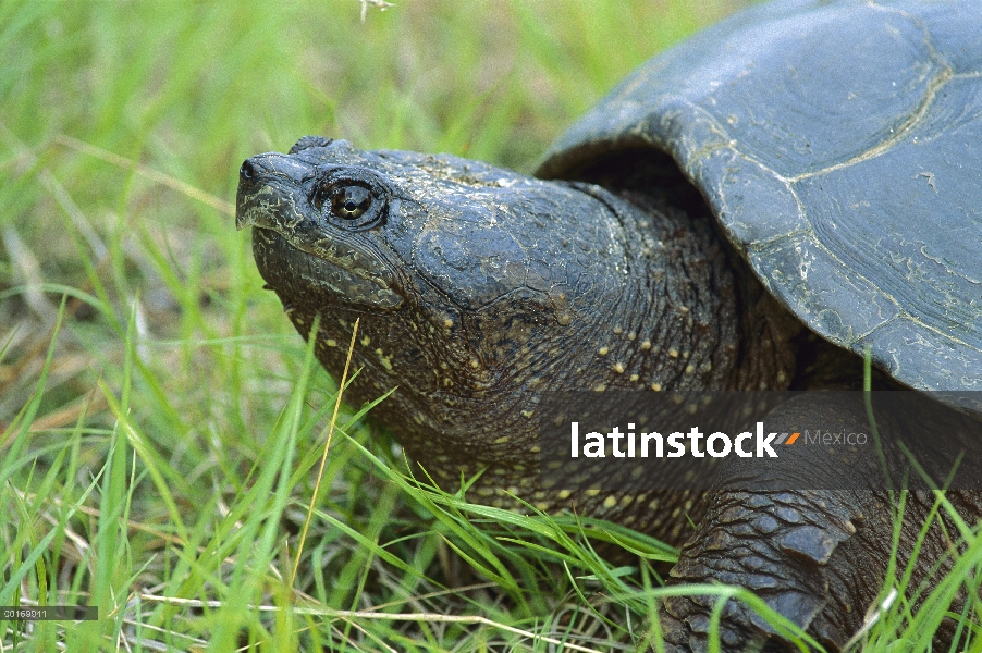 Retrato de ajuste tortugas (Chelydra serpentina), Ontario, Canadá