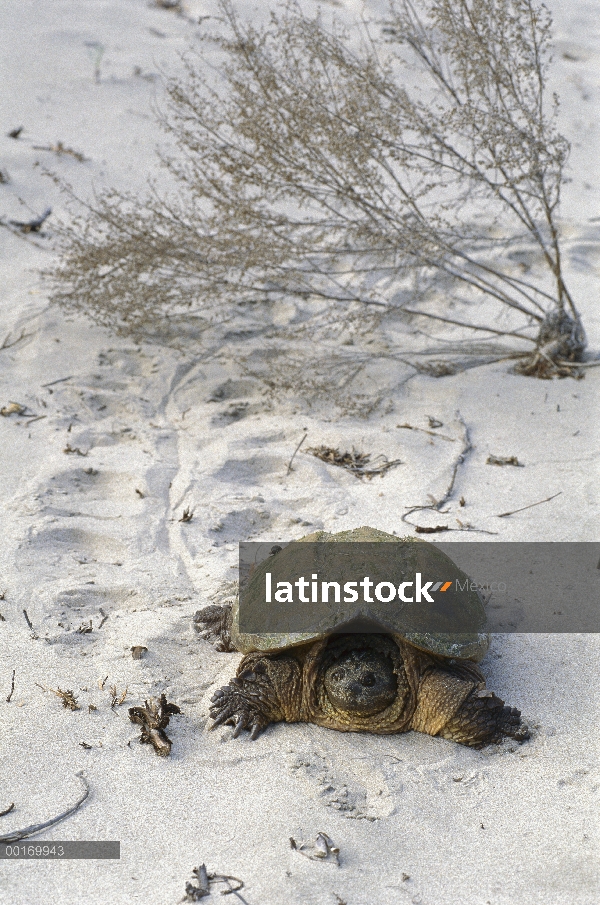 Ajuste de tortugas (Chelydra serpentina) arrastrándose por la arena