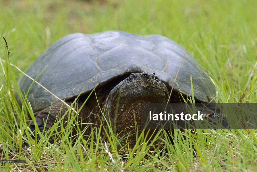 Retrato de ajuste tortugas (Chelydra serpentina), tendido en la hierba