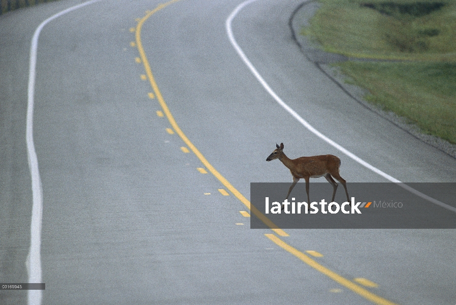 Carretera pavimentada de cruce de venados de cola blanca (Odocoileus virginianus) doe