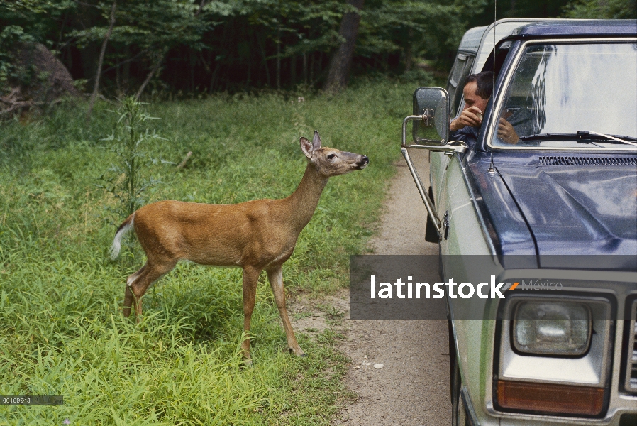 Doe de venado de cola blanca (Odocoileus virginianus), alimentadas por el hombre en camión