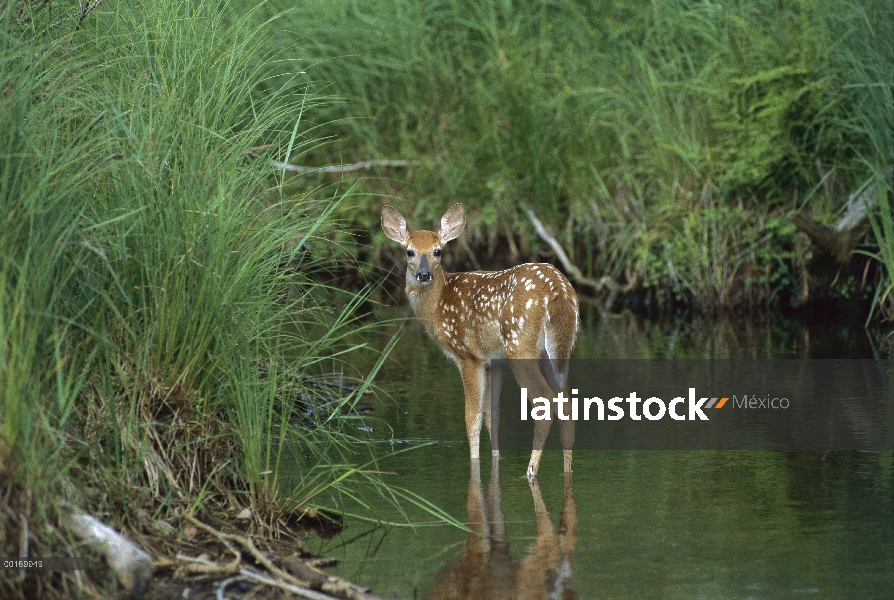 Venado de cola blanca (Odocoileus virginianus) fawn de pie en la corriente del verano