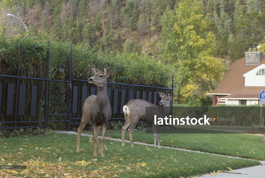 Negro: venado de cola par en césped de suburbio o venado bura (Odocoileus hemionus)