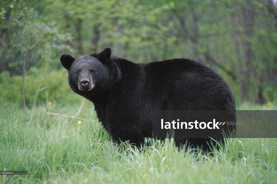 Oso negro (Ursus americanus) en el borde del bosque