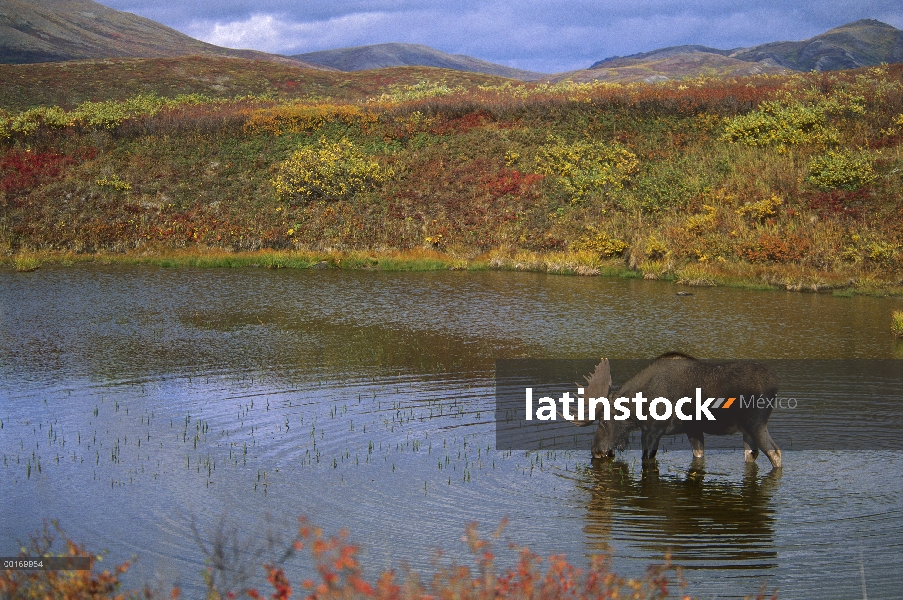 Toro grande alces (Alces alces), beber en el estanque, América del norte