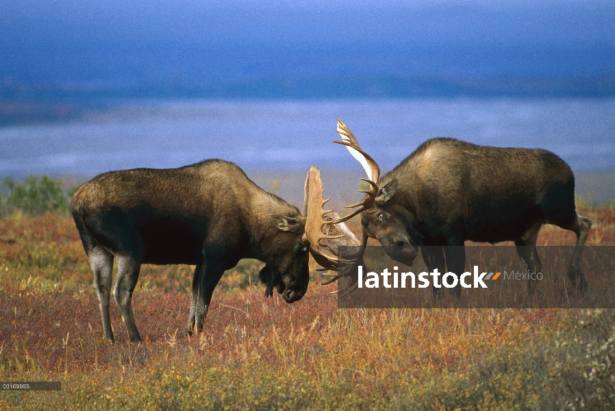 Dos toros grandes alces (Alces alces shirasi) lucha contra