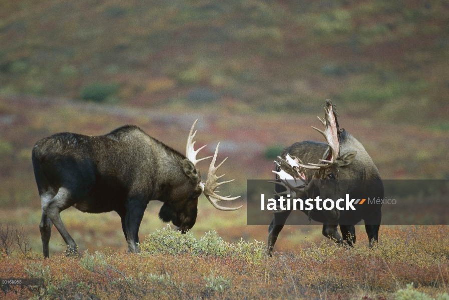 Dos toros grandes alces (Alces alces shirasi) lucha contra