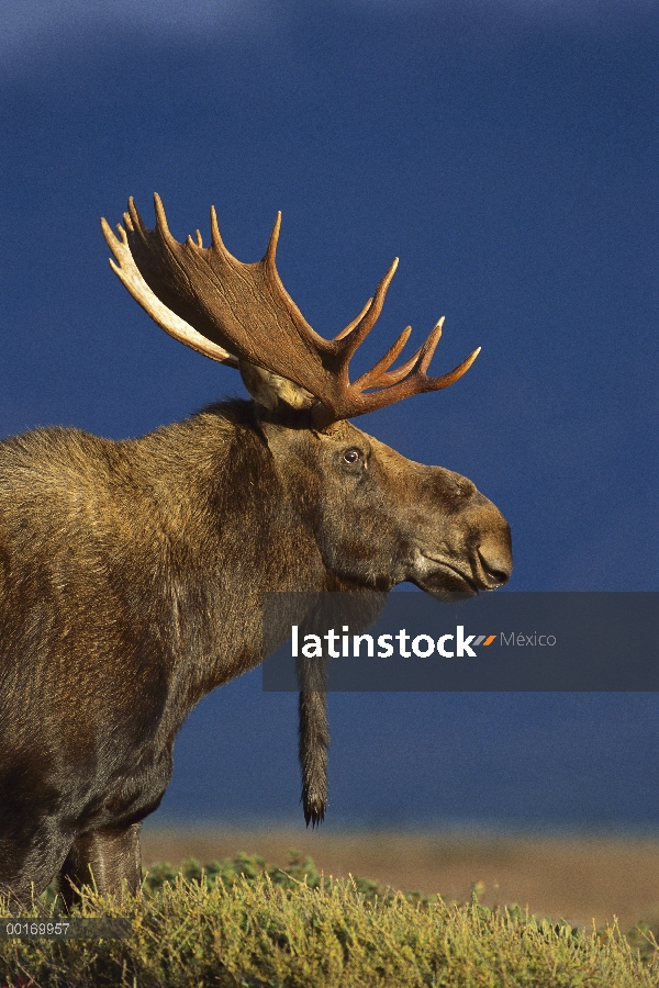 Retrato de alces (Alces alces shirasi) de un toro grande mostrando las cornamentas y colgando del za