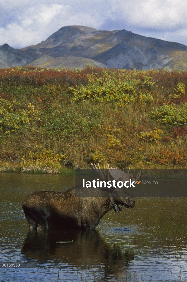 Toro grande alces (Alces alces) en una laguna de montaña, América del norte