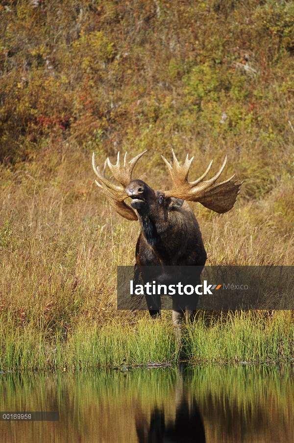 Alces (Alces alces) gran Toro labio rizado por estanque de la montaña, América del norte