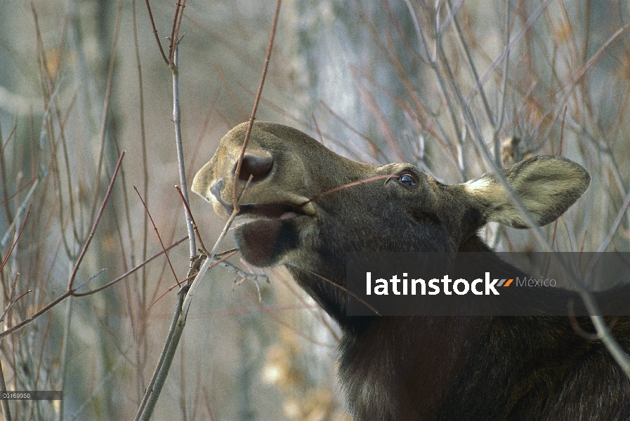 Mujer de alces (Alces alces) alimentarse de ramas en invierno, América del norte