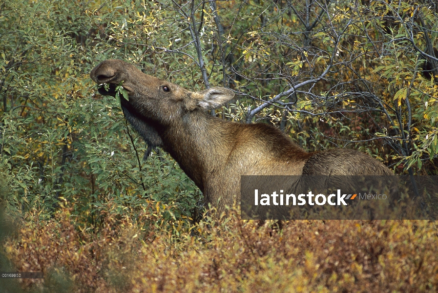 Vaca de los alces (Alces alces) alimentación en otoño, América del norte