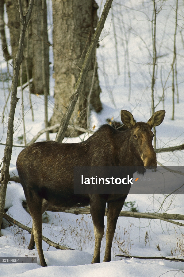 Vaca de los alces (Alces alces) en bosque del invierno, América del norte