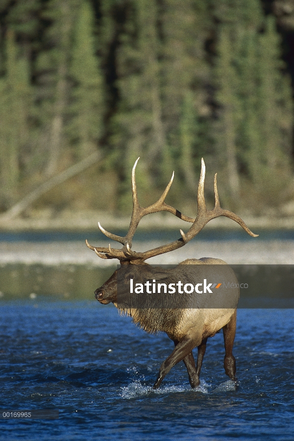 Toro cruzando un río Elk (Cervus elaphus)