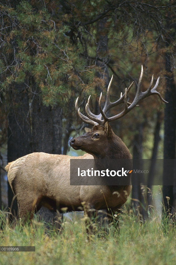 Toro grande Elk (Cervus elaphus), mirar por encima del hombro