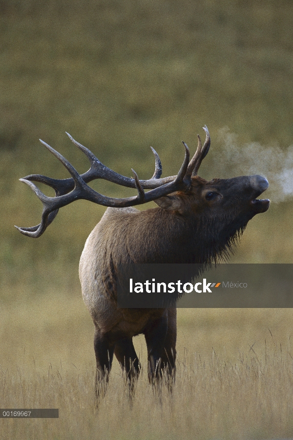 Toro bramando Elk (Cervus elaphus)