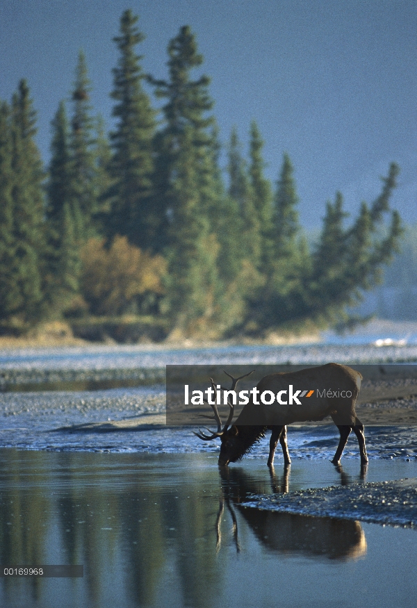 Toro grande Elk (Cervus elaphus) consumo de corriente