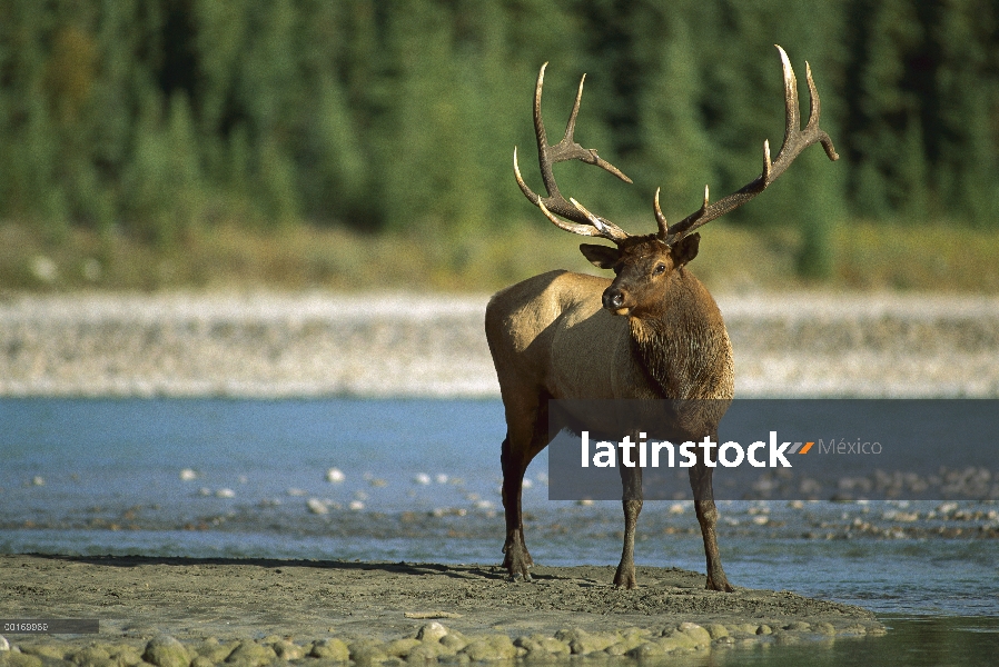 Elk (Cervus elaphus) gran Toro parado al lado de río