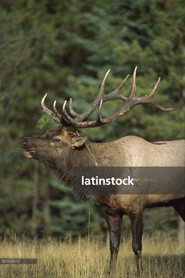 Toro bramando Elk (Cervus elaphus)