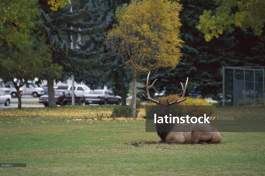 Toro grande Elk (Cervus elaphus), tendido en un césped en los suburbios