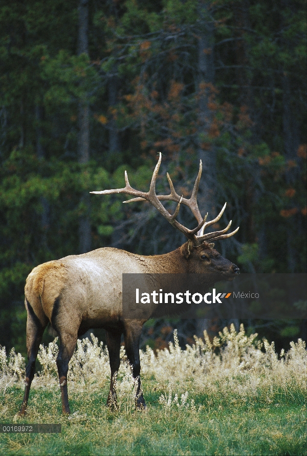 Elk (Cervus elaphus) gran Toro América del norte