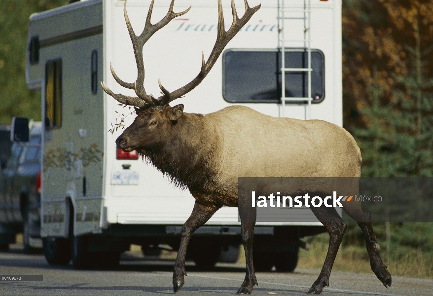 Camino de cruce de Toro Elk (Cervus elaphus) en medio del tráfico