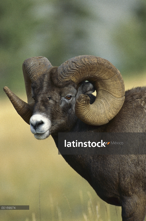 Retrato de ovejas (Ovis canadensis) de carnero con grandes cuernos de un carnero