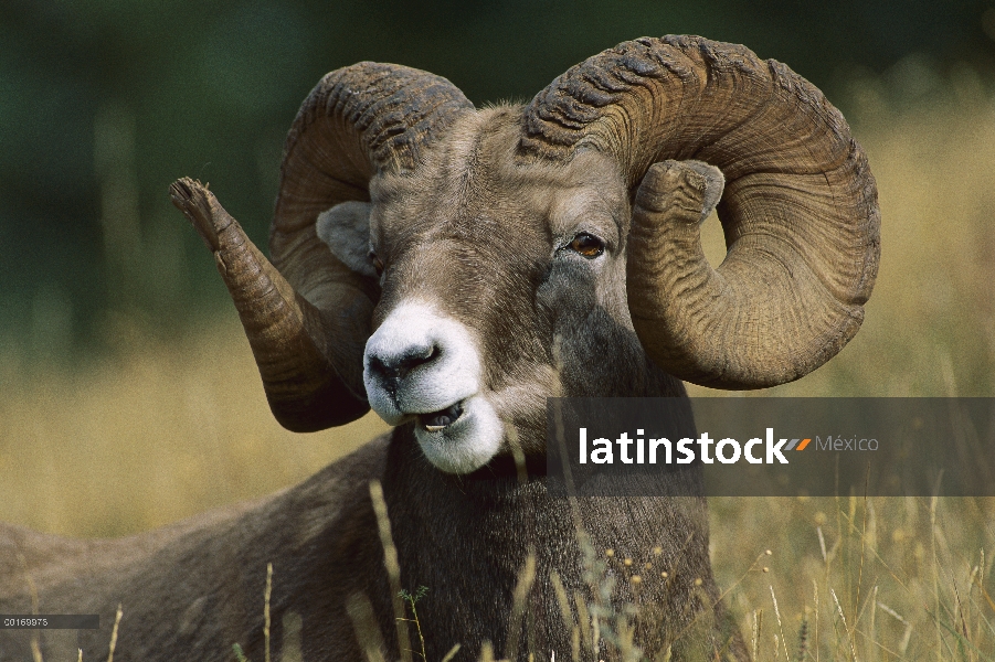 Retrato de ovejas (Ovis canadensis) Borrego de una alimentación de ram