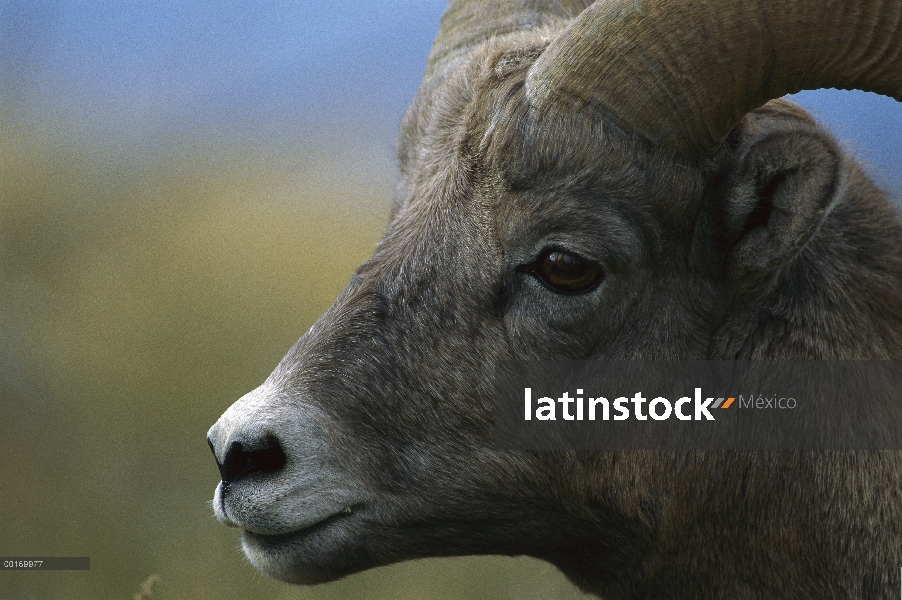 Perfil de Bighorn ovejas (Ovis canadensis)