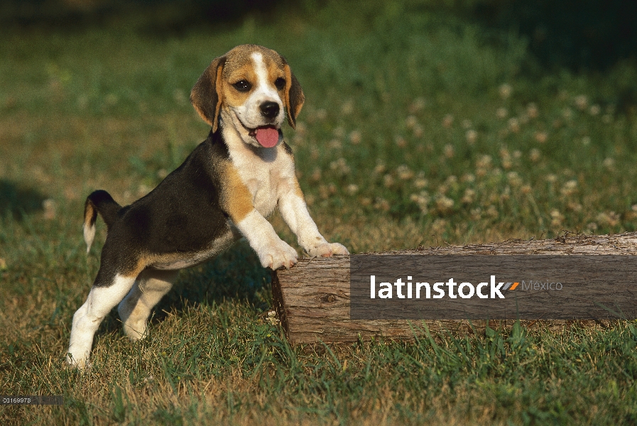 Cachorro Beagle (Canis familiaris) apoyada en el registro