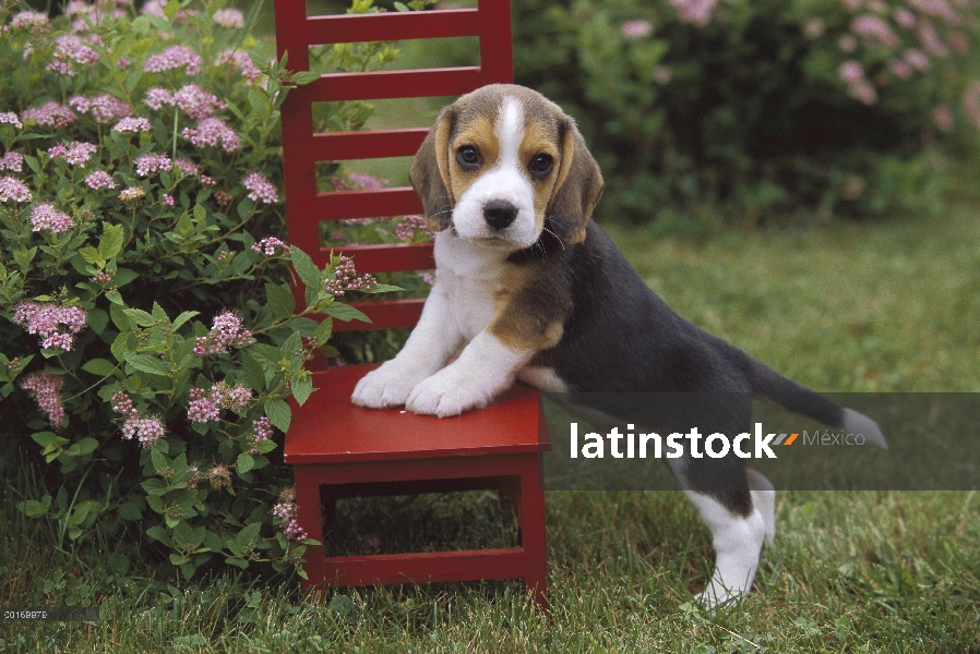 Cachorro Beagle (Canis familiaris) apoyada en la silla roja miniatura