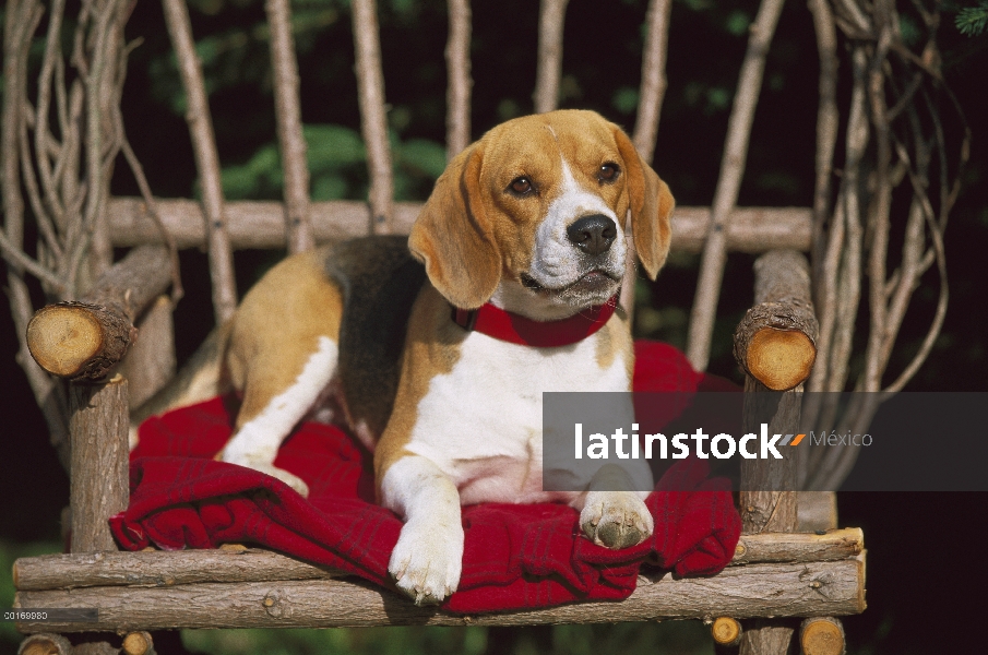 Adulto Beagle (Canis familiaris) sentado en la silla de mimbre