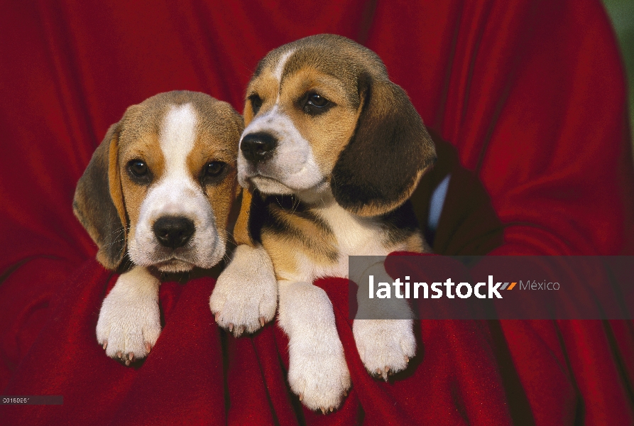 Pareja de cachorros Beagle (Canis familiaris) en manta roja