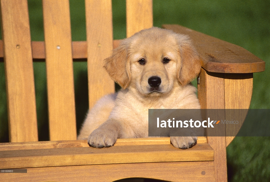 Cachorro Golden de Retriever (Canis familiaris) sentado en silla