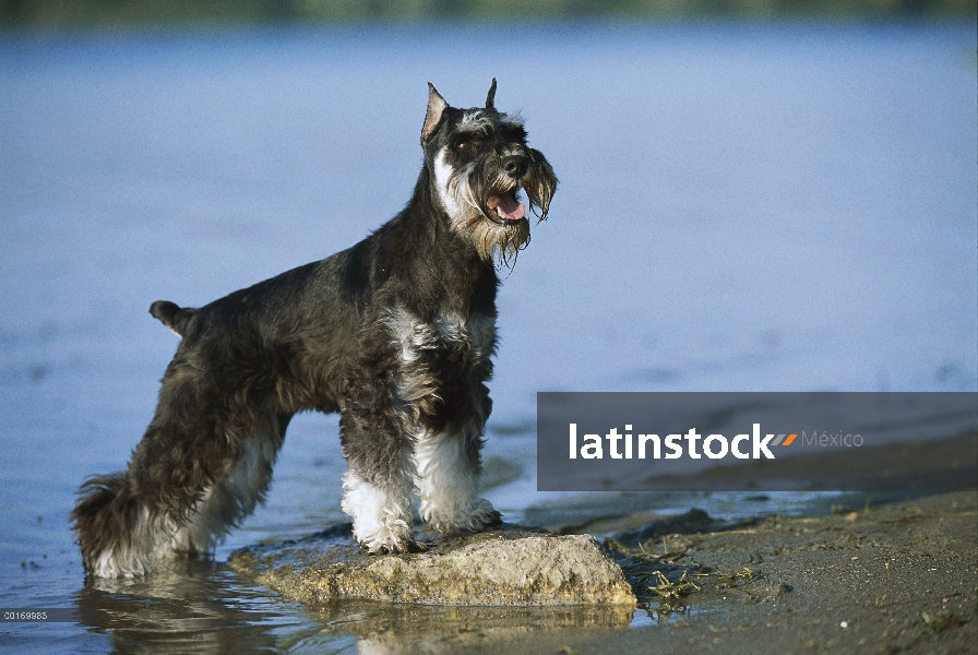 Schnauzer miniatura (Canis familiaris) adulto en la orilla del lago