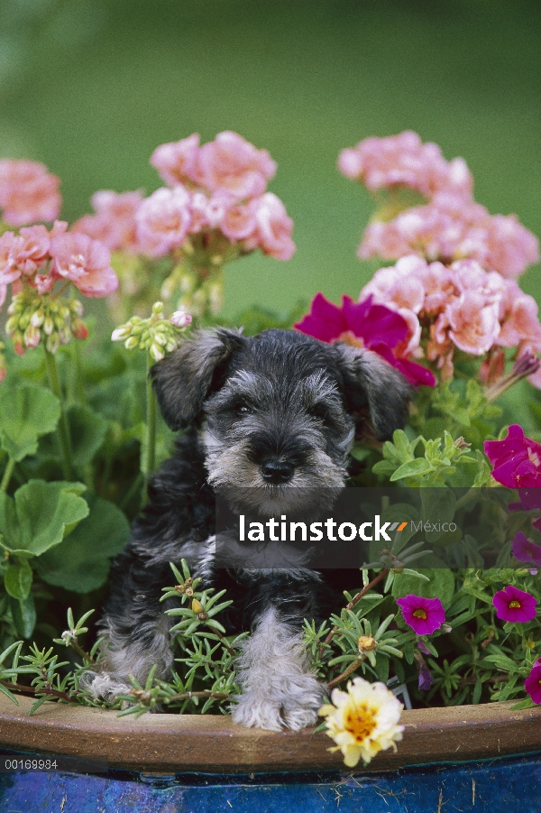 Cachorro de Schnauzer miniatura (Canis familiaris) en maceta