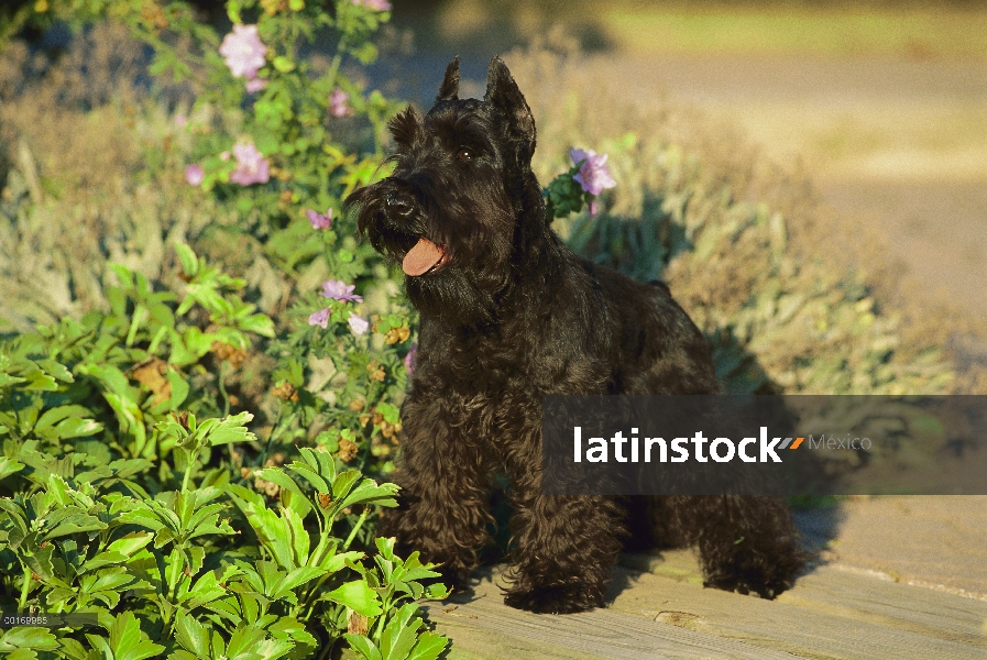 Schnauzer miniatura (Canis familiaris) en paseo jardín