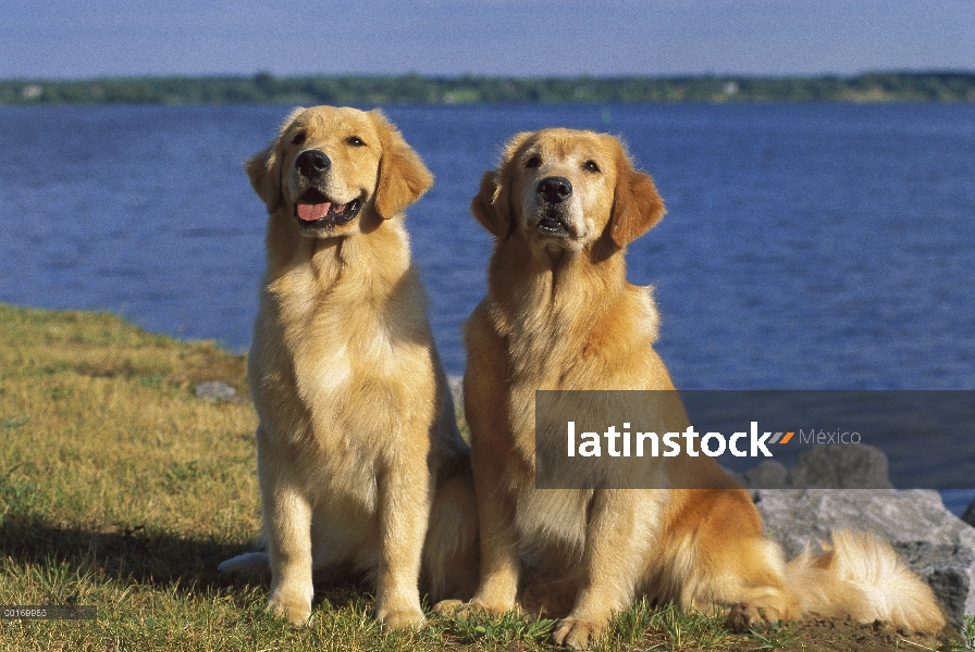 Oro par recuperador (Canis familiaris) sentado en el césped